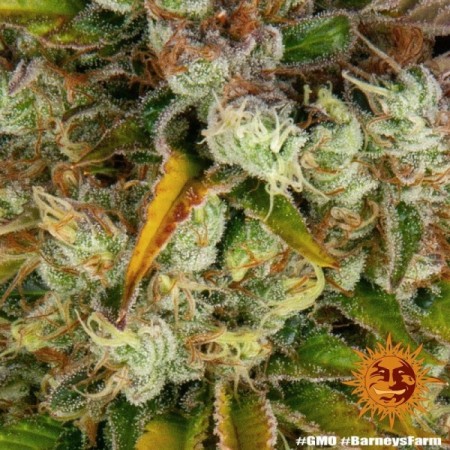 GMO - Barney's Farm Seeds | Feminized Cannabis Seeds