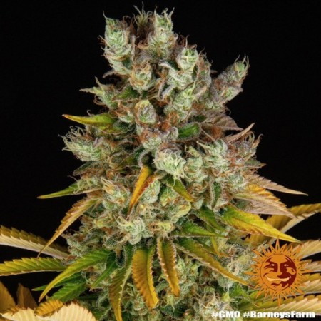 GMO - Barney's Farm Seeds | Feminized Cannabis Seeds