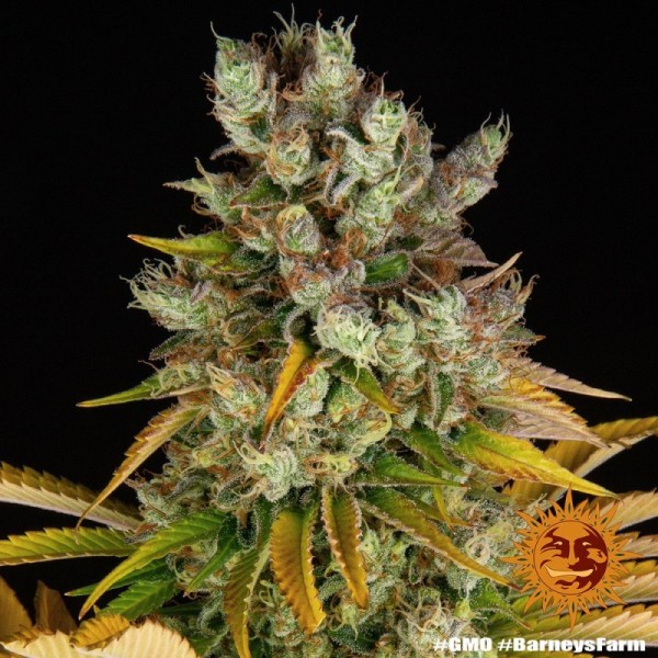 GMO - Barney's Farm Seeds | Feminized