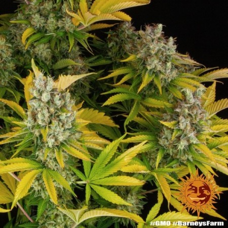 GMO - Barney's Farm Seeds | Feminized Cannabis Seeds