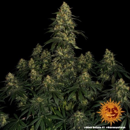 Blue Gelato 41 - Barney's Farm Seeds | Feminized Cannabis Seeds