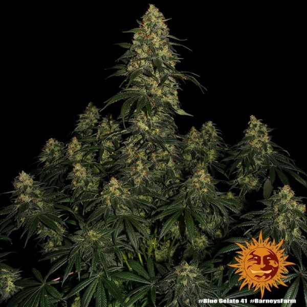 Blue Gelato 41 - Barney's Farm Seeds | Feminized