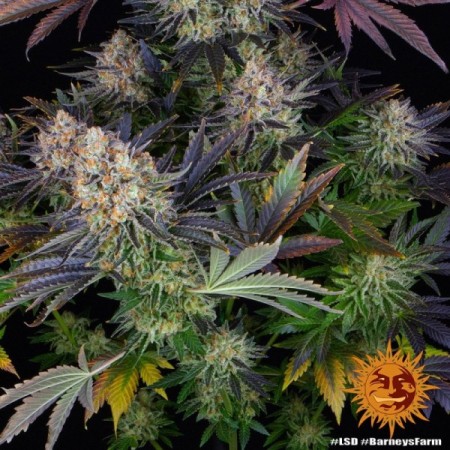 LSD - Barney's Farm Seeds | Feminized Cannabis Seeds