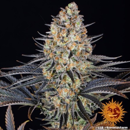 LSD - Barney's Farm Seeds | Feminized Cannabis Seeds