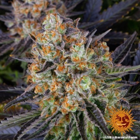 LSD - Barney's Farm Seeds | Feminized Cannabis Seeds