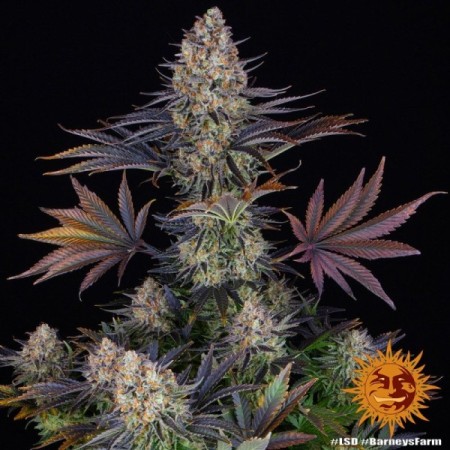 LSD - Barney's Farm Seeds | Feminized Cannabis Seeds