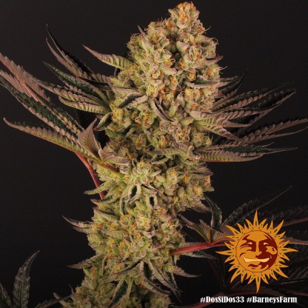 Dos Si Dos 33 - Barney's Farm Seeds | Feminized