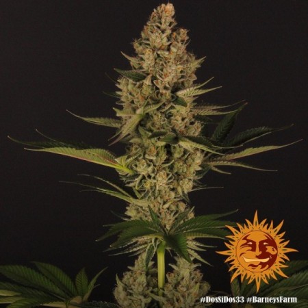 Dos Si Dos 33 - Barney's Farm Seeds | Feminized Cannabis Seeds