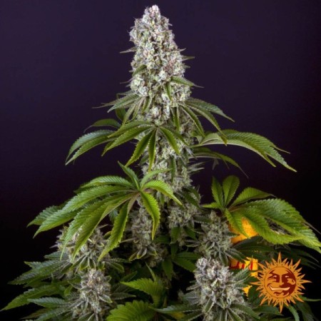 Tropicanna Banana - Barney's Farm Seeds | Feminized Cannabis Seeds