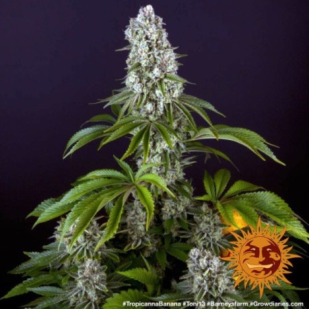 Tropicanna Banana - Barney's Farm Seeds | Feminized Cannabis Seeds Tropicanna Banana - Barney's Farm Seeds | Feminized Cannabis Seeds