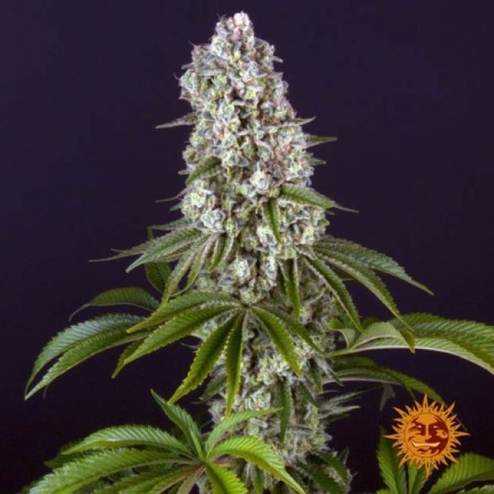 Tropicanna Banana - Barney's Farm Seeds | Feminized Cannabis Seeds Tropicanna Banana - Barney's Farm Seeds | Feminized Cannabis Seeds