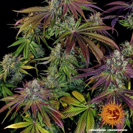 Mimosa Evo - Barney's Farm Seeds | Feminized Cannabis Seeds Mimosa Evo - Barney's Farm Seeds | Feminized Cannabis Seeds