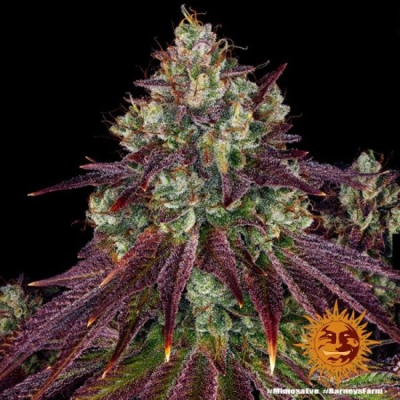 Mimosa Evo - Barney's Farm Seeds | Feminized Cannabis Seeds Mimosa Evo - Barney's Farm Seeds | Feminized Cannabis Seeds