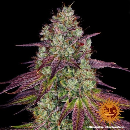 Mimosa Evo - Barney's Farm Seeds | Feminized Cannabis Seeds Mimosa Evo - Barney's Farm Seeds | Feminized Cannabis Seeds