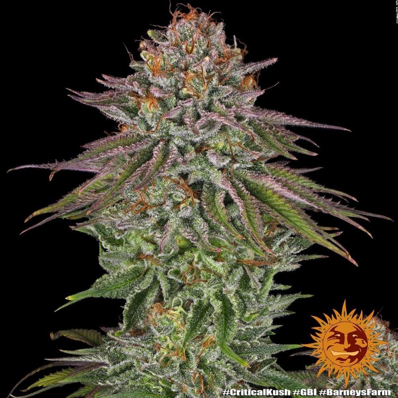 Critical Kush - Barney's Farm Seeds | Feminized Cannabis Seeds