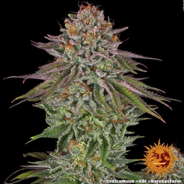 Critical Kush - Barney's Farm Seeds | Feminized