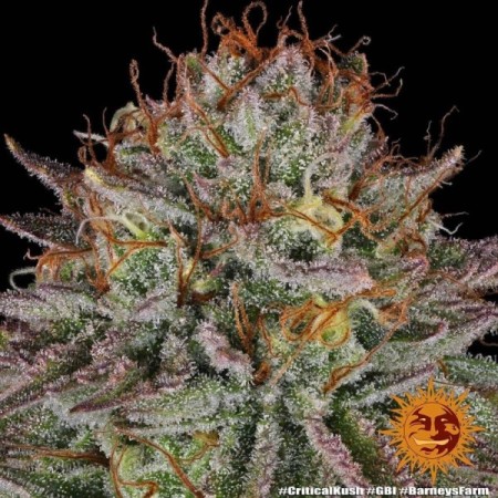 Critical Kush - Barney's Farm Seeds | Feminized Cannabis Seeds