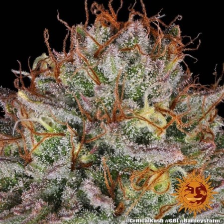 Critical Kush - Barney's Farm Seeds | Feminized Cannabis Seeds