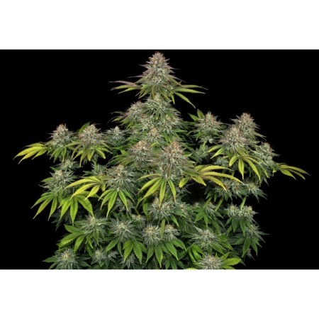 Critical Kush - Barney's Farm Seeds | Feminized Cannabis Seeds