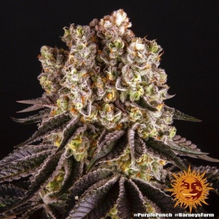Purple Punch - Barney's Farm Seeds | Feminized Cannabis Seeds Purple Punch - Barney's Farm Seeds | Feminized Cannabis Seeds