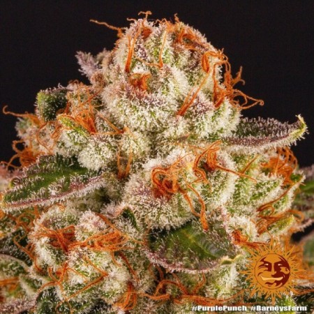Purple Punch - Barney's Farm Seeds | Feminized Cannabis Seeds Purple Punch - Barney's Farm Seeds | Feminized Cannabis Seeds