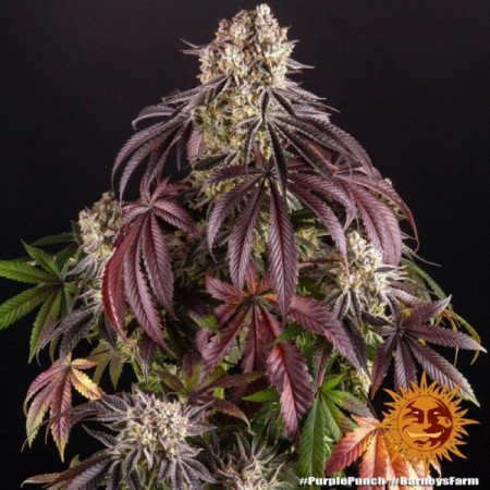 Purple Punch - Barney's Farm Seeds | Feminized Cannabis Seeds Purple Punch - Barney's Farm Seeds | Feminized Cannabis Seeds