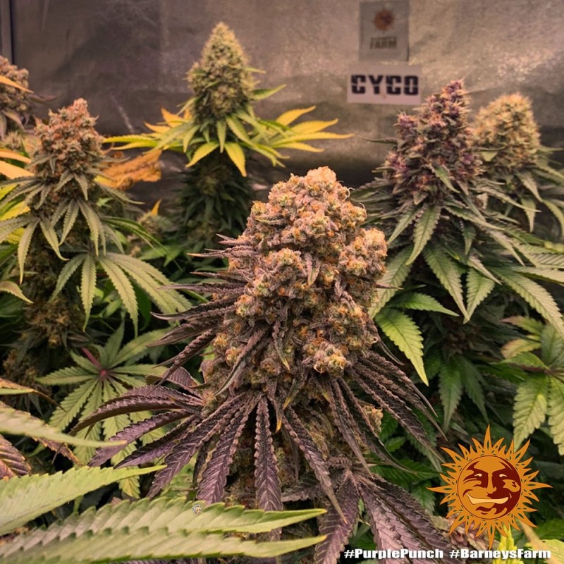 Purple Punch - Barney's Farm Seeds | Feminized Cannabis Seeds Purple Punch - Barney's Farm Seeds | Feminized Cannabis Seeds