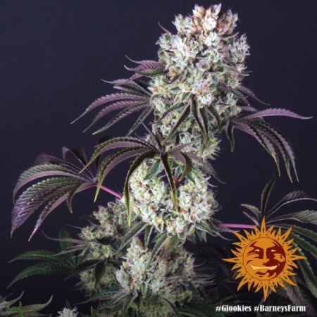Glookies - Barney's Farm Seeds | Feminized Cannabis Seeds