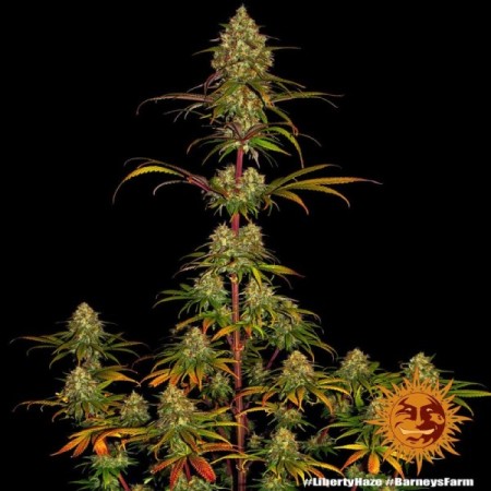 Liberty Haze - Barney's Farm Seeds | Feminized Cannabis Seeds Liberty Haze - Barney's Farm Seeds | Feminized Cannabis Seeds