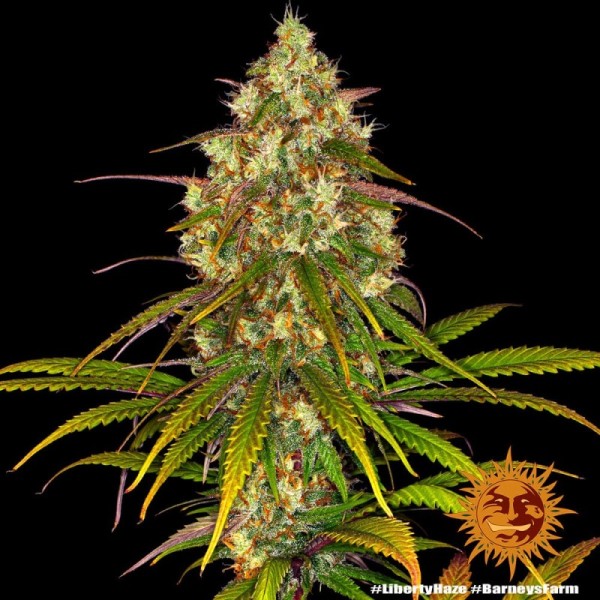 Liberty Haze - Barney's Farm Seeds | Feminized