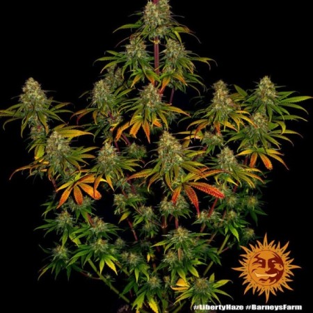 Liberty Haze - Barney's Farm Seeds | Feminized Cannabis Seeds Liberty Haze - Barney's Farm Seeds | Feminized Cannabis Seeds