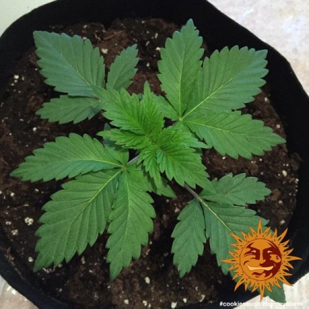 Cookies Kush - Barney's Farm Seeds | Feminized Cannabis Seeds Cookies Kush - Barney's Farm Seeds | Feminized Cannabis Seeds