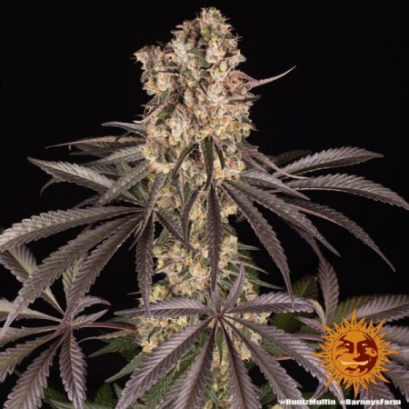 Runtz Muffin - Barney's Farm Seeds | Feminized Cannabis Seeds