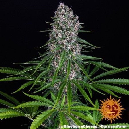 Blue Cheese - Barney's Farm Seeds | Feminized Cannabis Seeds