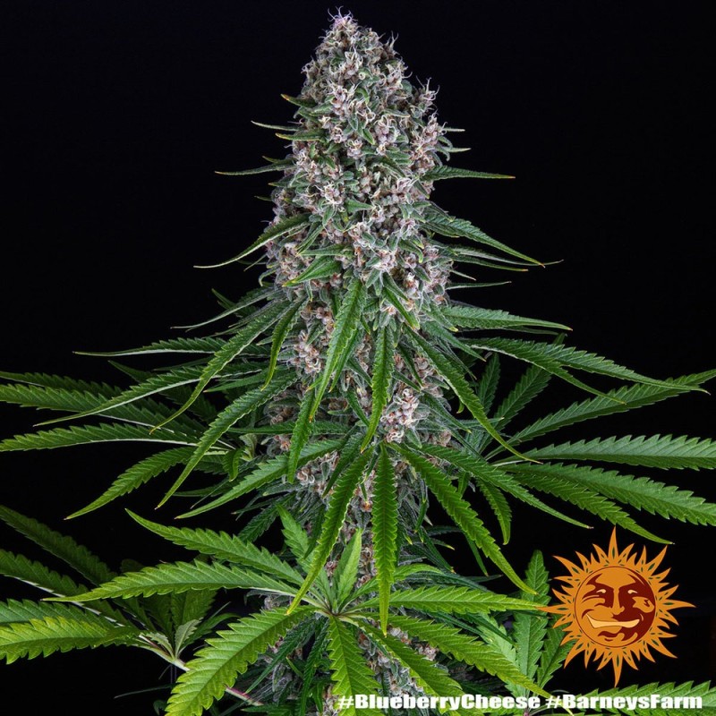 Blue Cheese - Barney's Farm Seeds | Feminized Cannabis Seeds Blue Cheese - Barney's Farm Seeds | Feminized Cannabis Seeds