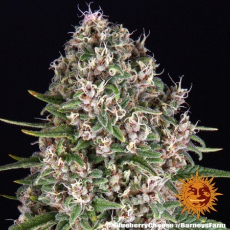 Blue Cheese - Barney's Farm Seeds | Feminized Cannabis Seeds Blue Cheese - Barney's Farm Seeds | Feminized Cannabis Seeds