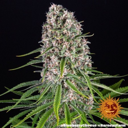 Blue Cheese - Barney's Farm Seeds | Feminized Cannabis Seeds Blue Cheese - Barney's Farm Seeds | Feminized Cannabis Seeds
