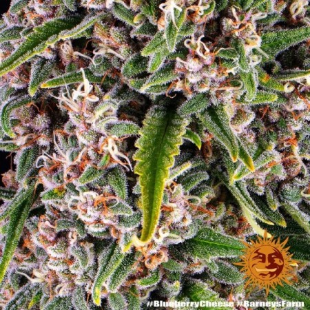 Blue Cheese - Barney's Farm Seeds | Feminized Cannabis Seeds Blue Cheese - Barney's Farm Seeds | Feminized Cannabis Seeds