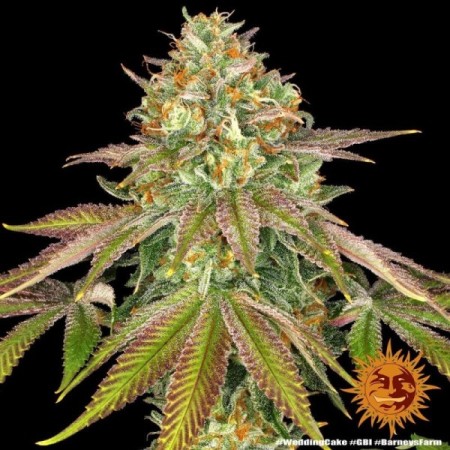 Wedding Cake - Barney's Farm Seeds | Feminized Cannabis Seeds