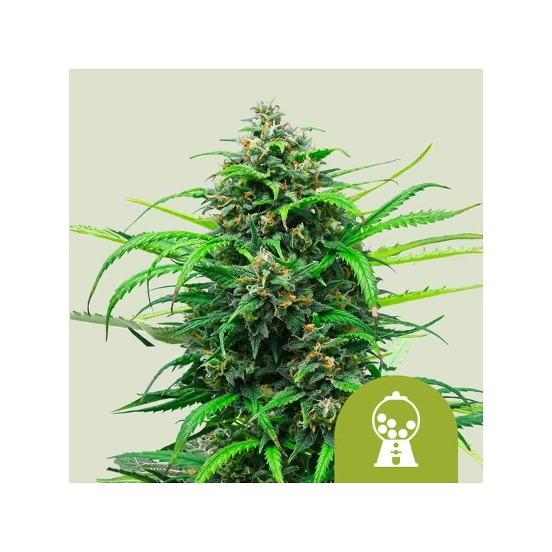 Pink Runtz - Royal Queen Seeds | Autoflowering Cannabis Seeds Pink Runtz - Royal Queen Seeds | Autoflowering Cannabis Seeds