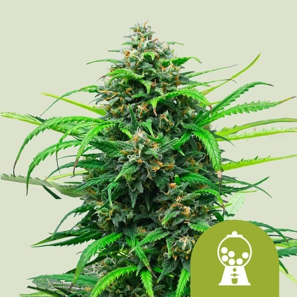 Pink Runtz - Royal Queen Seeds | Autoflowering