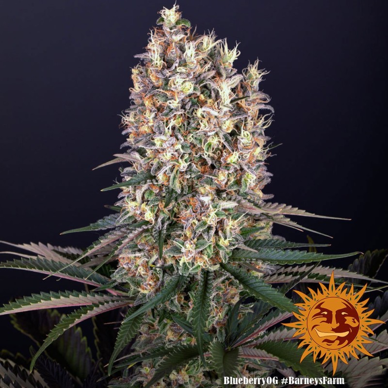 Blueberry OG - Barney's Farm Seeds | Feminized Cannabis Seeds