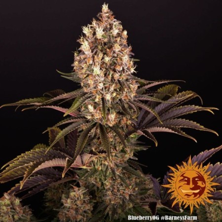 Blueberry OG - Barney's Farm Seeds | Feminized Cannabis Seeds