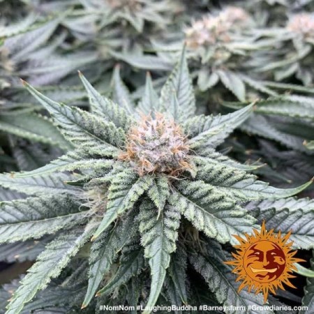 Laughing Buddha - Barney's Farm Seeds | Feminized Cannabis Seeds