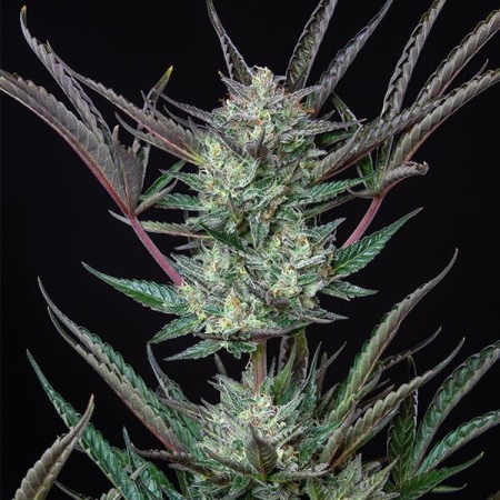 Purple Punch - Royal Queen Seeds | Autoflowering Cannabis Seeds