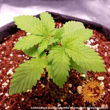 Laughing Buddha - Barney's Farm Seeds | Feminized Cannabis Seeds