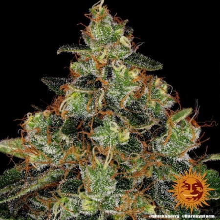 Shiskaberry - Barney's Farm Seeds | Feminized Cannabis Seeds