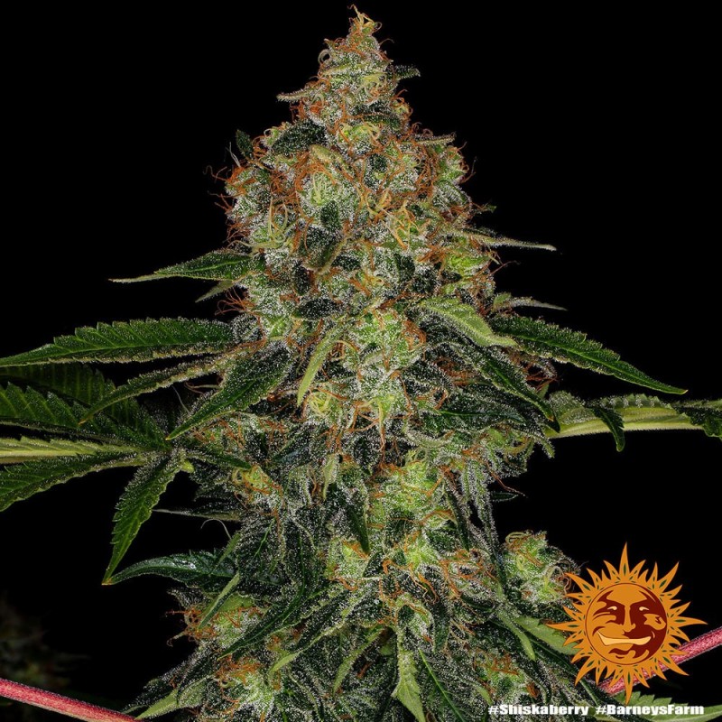 Shiskaberry - Barney's Farm Seeds | Feminized Cannabis Seeds