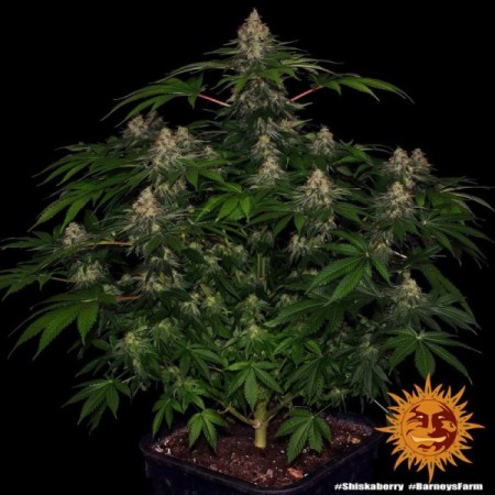 Shiskaberry - Barney's Farm Seeds | Feminized Cannabis Seeds