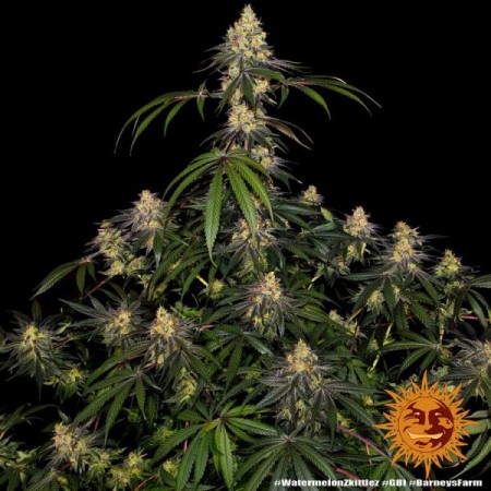 Watermelon Zkittlez - Barney's Farm Seeds | Feminized